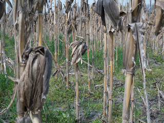 dry corn field with plant viewed close up 2 © judik