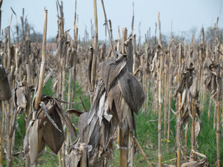 dry corn field with plant viewed 3 © judik