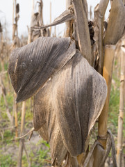 dry corn close up © judik