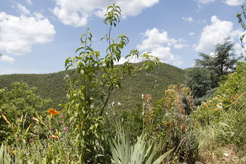 Jardin dans les Cévennes