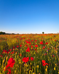 Wild poppies