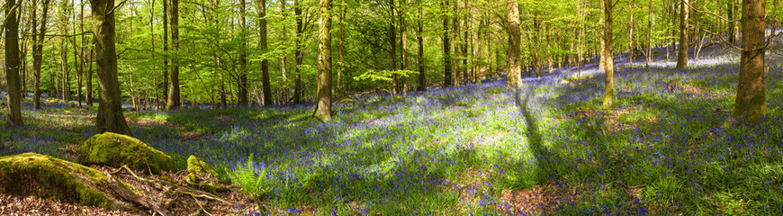 Magical forest and wild bluebell flowers