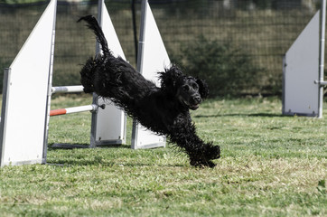 agility dog hurdle