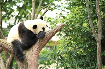 Tableaux ronds sur aluminium Panda panda géant en forêt