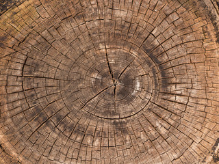 Fototapeta premium 切り株