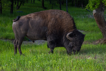 Adult male american buffalo
