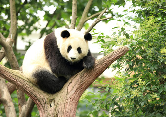 giant panda at forest