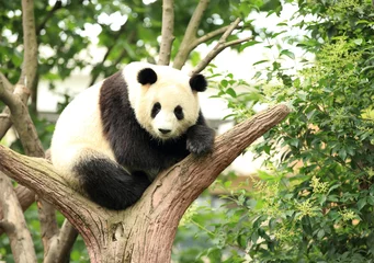 Crédence en verre imprimé Panda panda géant en forêt