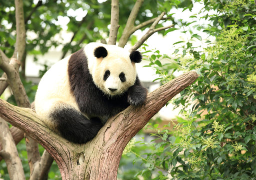 Fototapeta giant panda at forest