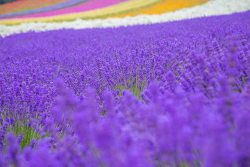 Obraz premium lavender