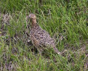 Willow Ptarmigan