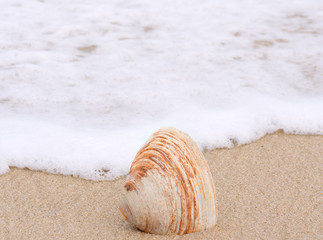 Shell on the beach