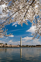View of Washington Monument with blossom cherries