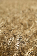 Macro shot on wheat