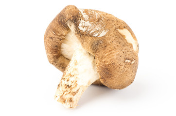 Fresh shitake mushroom