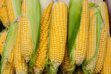 Corn is on sale at the Bazaar