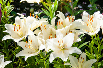 plant of flowering white lilies © elen31