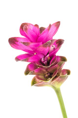 Fototapeta premium Siam tulip or Curcuma flower in Thailand