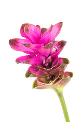 Siam tulip or Curcuma flower in Thailand