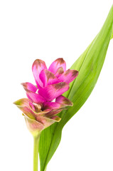 Siam tulip or Curcuma flower in Thailand