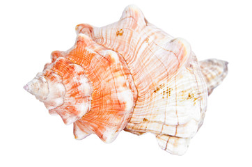 conch Marine seashell shell