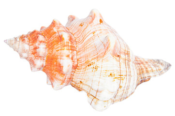 conch Marine seashell shell