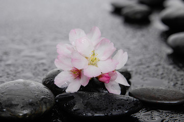 Fototapeta na wymiar still life with Cherry blossom, sakura flowers on pebbles