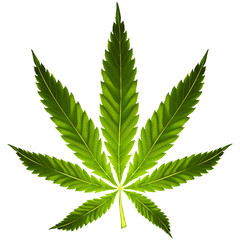 Cannabis leaf - obrazy, fototapety, plakaty