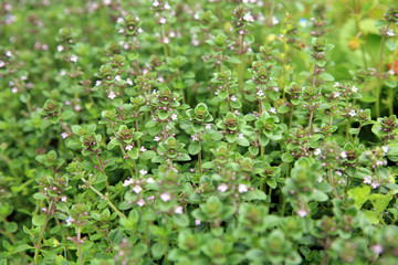 Blosoom thyme, background.