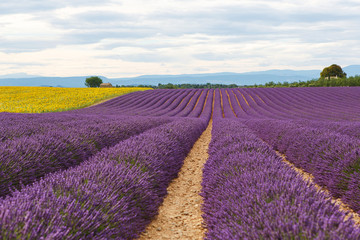 Fototapeta na wymiar Lavender fields near Valensole in Provence, France.