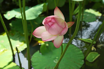 Fototapeta premium 蓮