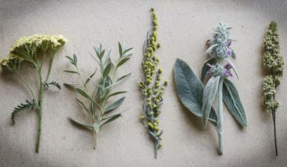 Herbarium on vintage background © kulikovan