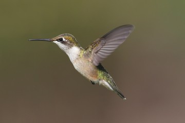 Fototapeta na wymiar Female Ruby-throated Hummingbird (archilochus colubris)