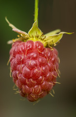 Berry raspberry