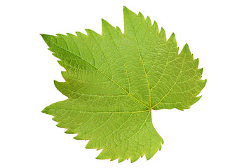 Grape leaf