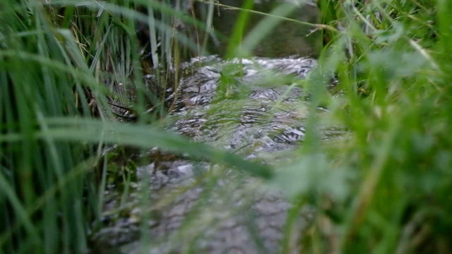 The wood stream to a grass flows.