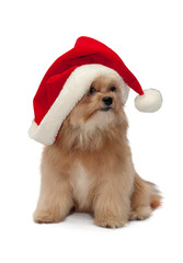 Dog with Christmas Hat