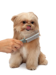 Dog Love Brushing