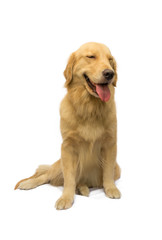 Smile Golden Retriever