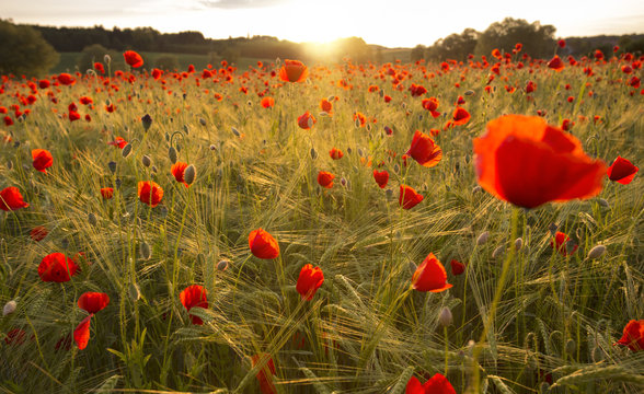 Bl&uuml;hendes Mohnfeld im Abendlicht