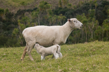 Obraz na płótnie Canvas ewe feeding its lamb
