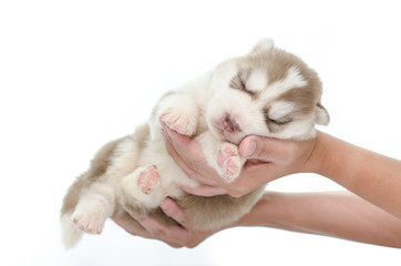 Siberian husky puppy sleep in hand