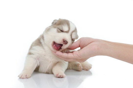 Cute puppy siberian husky with caressing hand on white