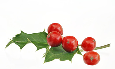 Stechpalme rote  Beeren