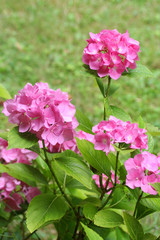 ortensie rosa_ fiori