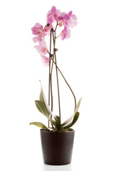 Fototapeta na wymiar Beautiful pink orchid in a flowerpot