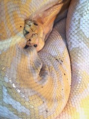 Snake
