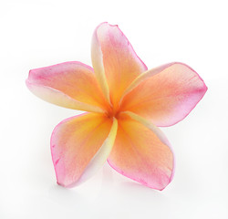 Frangipani flower isolated on white