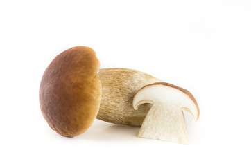 boletus edulis