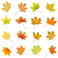 Set of falling autumn maple leaves, vector illustration.